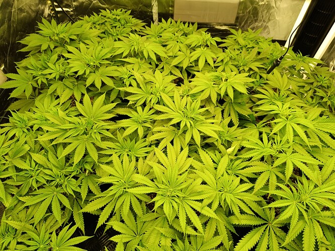 Growreport Bild 3