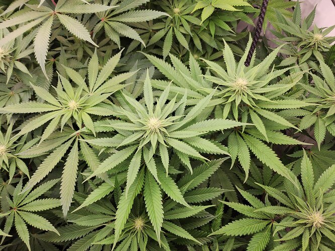 Growreport Bild 4