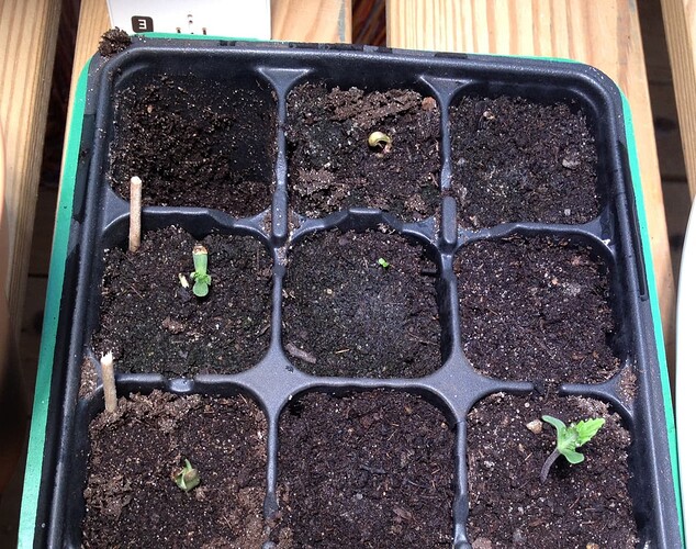 Growreport Bild 55