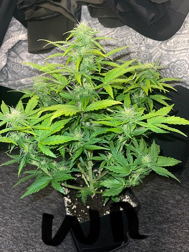 Growreport Bild 12