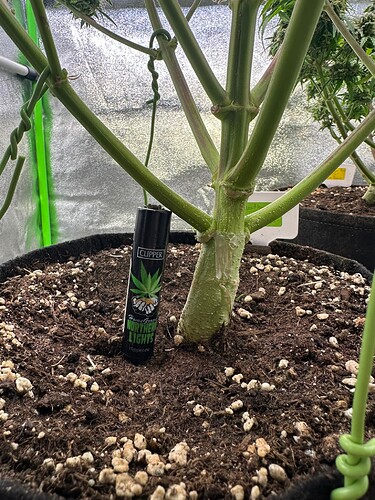 Growreport Bild 29