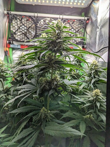 Growreport Bild 2