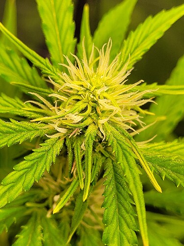 Growreport Bild 9