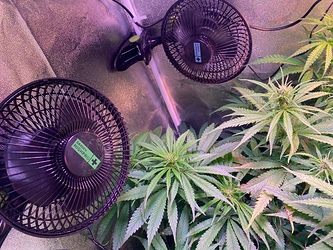 Growreport Bild 28