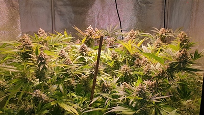 Growreport Bild 2
