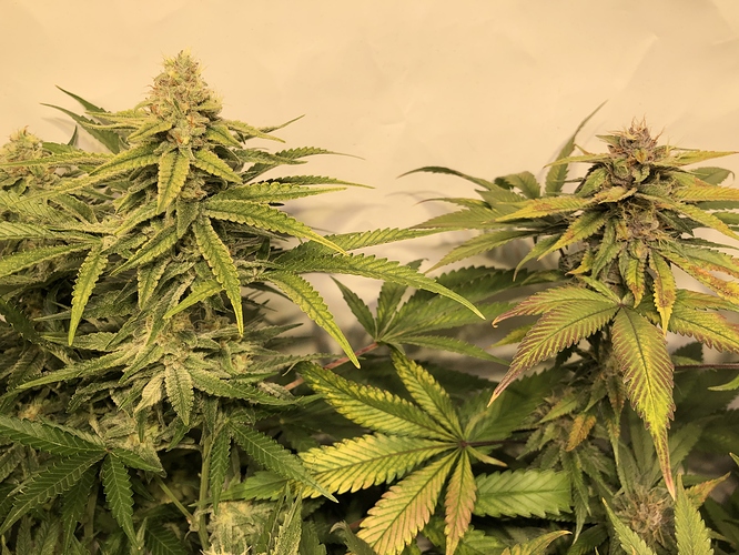Growreport Bild 7