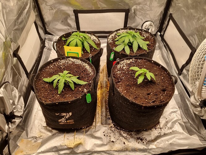 Growreport Bild 19