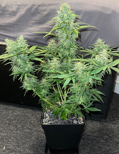 Growreport Bild 5