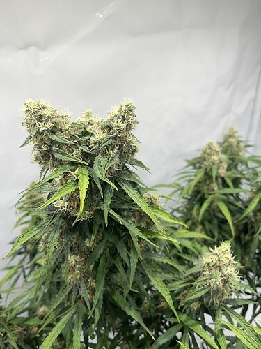Growreport Bild 7