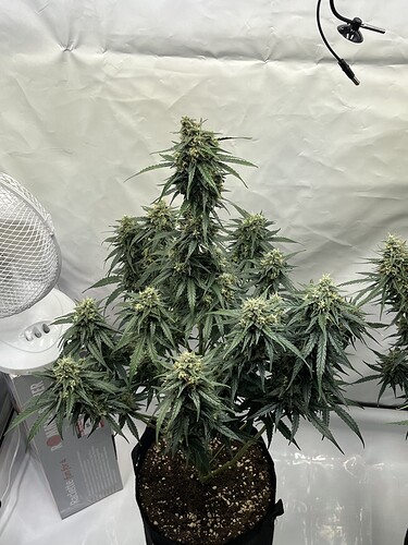 Growreport Bild 1