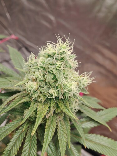 Growreport Bild 5