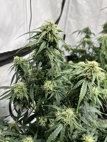 Growreport Bild 20