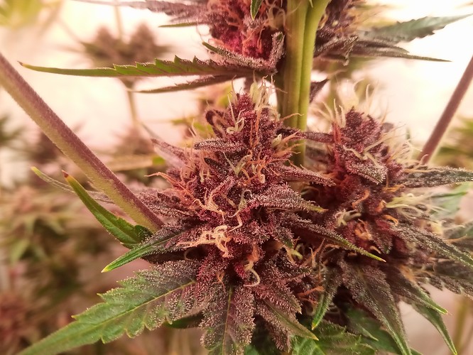 Growreport Bild 73