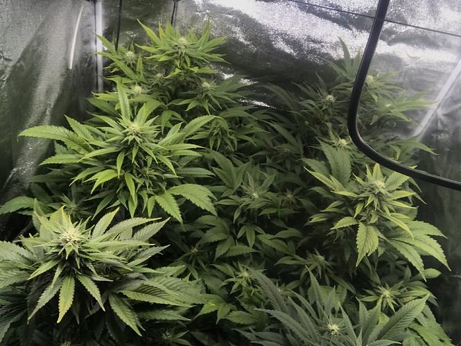 Growreport Bild 7