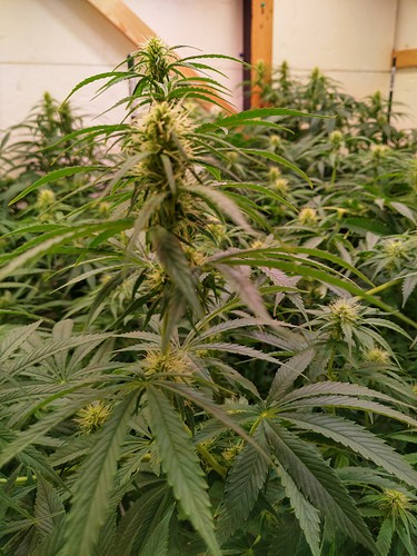 Growreport Bild 15