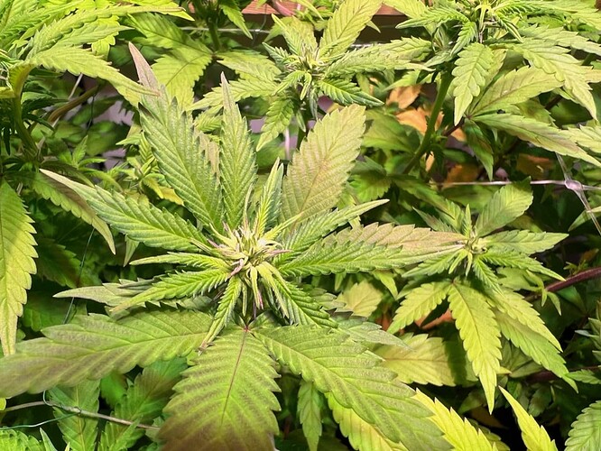 Growreport Bild 1