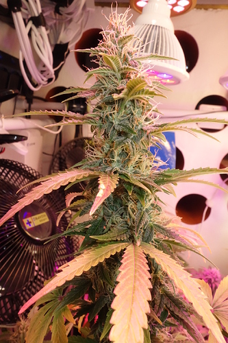Growreport Bild 4