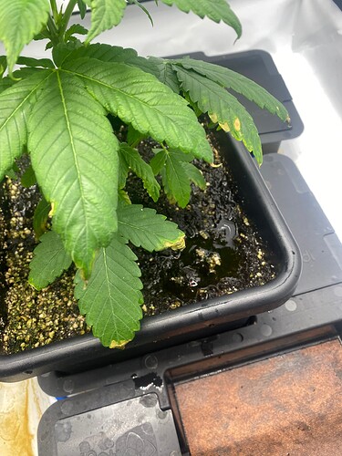 Growreport Bild 8