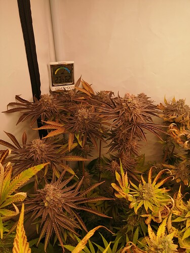 Growreport Bild 3