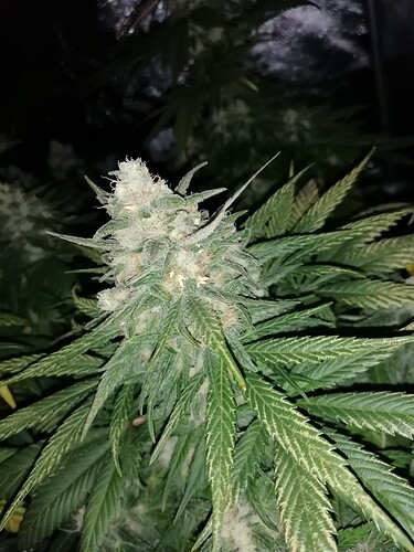 Growreport Bild 1