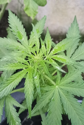 Growreport Bild 2