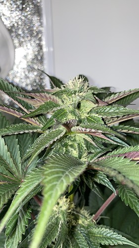 Growreport Bild 12