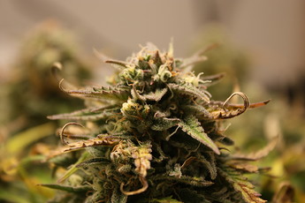 Growreport Bild 6