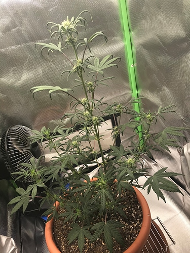 Growreport Bild 1