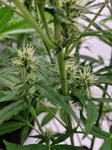 Growreport Bild 2