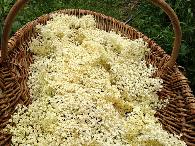 Holunderbluetenkorb_02