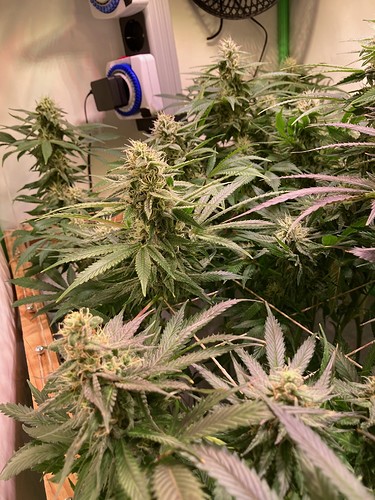 Growreport Bild 15