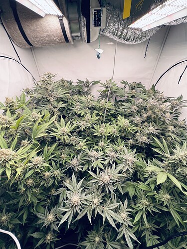 Growreport Bild 1