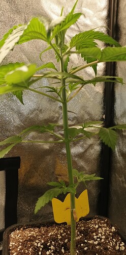 Growreport Bild 39
