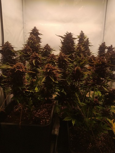 Growreport Bild 2