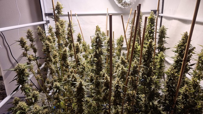 Growreport Bild 1