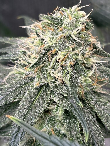 Growreport Bild 12