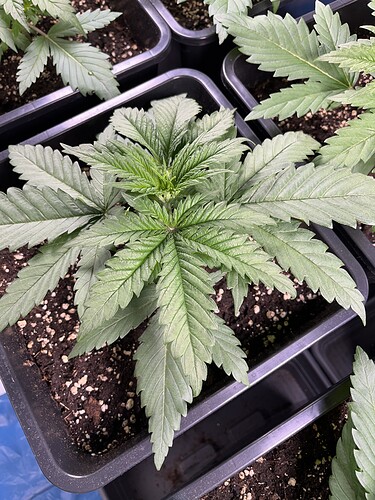 Growreport Bild 9