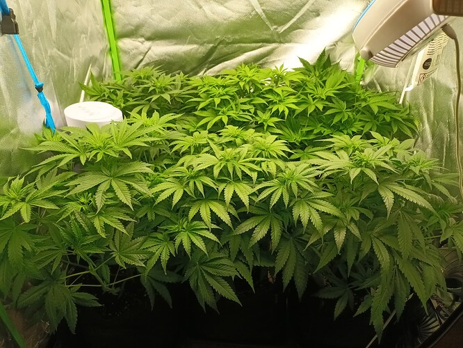 Growreport Bild 19