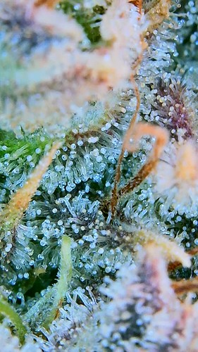 Growreport Bild 26