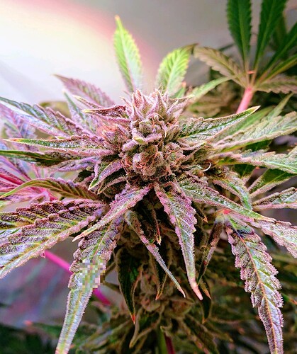 Growreport Bild 3