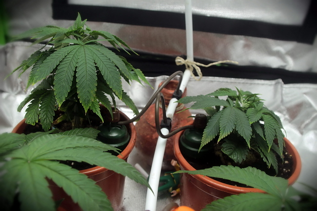 Growreport Bild 13