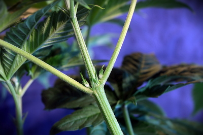 Growreport Bild 6