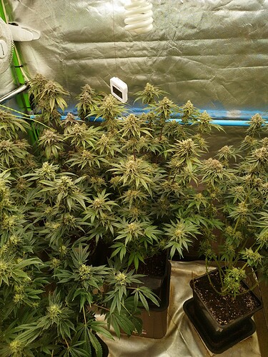 Growreport Bild 4