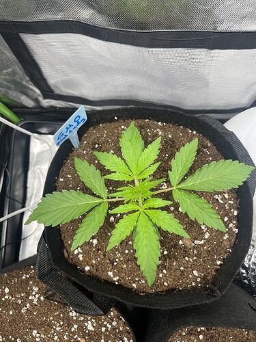 Growreport Bild 17