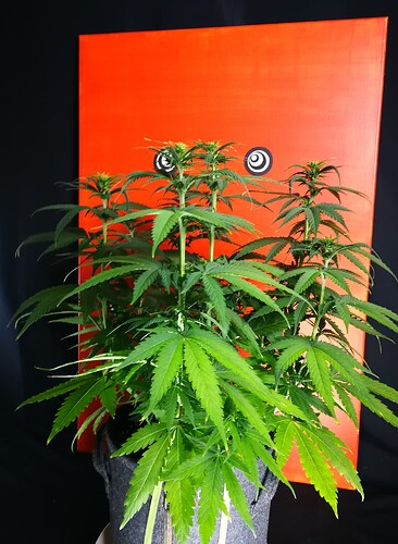 Growreport Bild 7