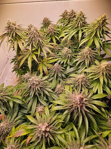 Growreport Bild 18