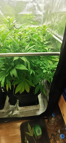 Growreport Bild 8