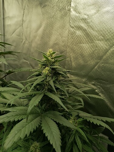 Growreport Bild 6