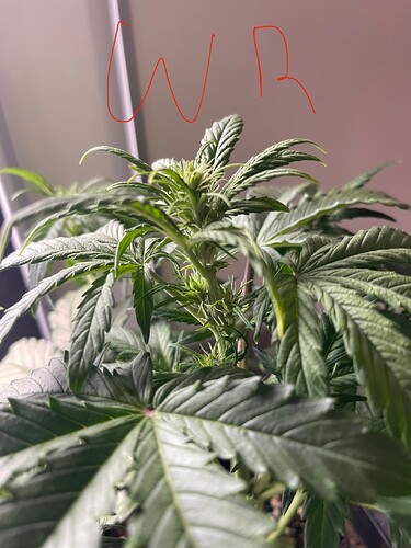 Growreport Bild 28
