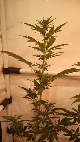 Growreport Bild 70